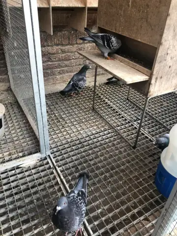 De voerbak op een frame gemonteerd tegen muizen — die geven 's nachts onrust en brengen ziektes over.