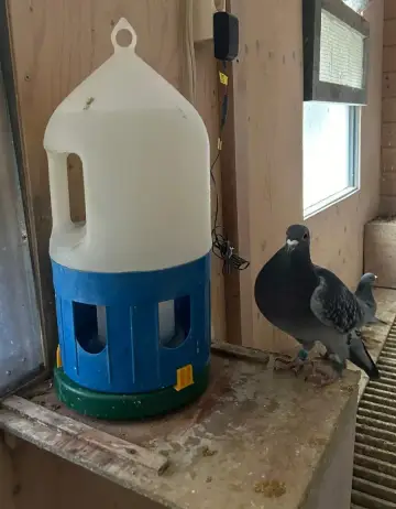 De verwarming onder de drinkbak deed zijn werk: zelfs bij min 7 graden geen bevroren water.
