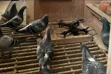 De nieuwe trainer van de duiven: dit jaar wordt een drone ingezet om het trainen van de nestduiven te verbeteren.