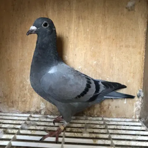 Foto van Dochter van Stitch